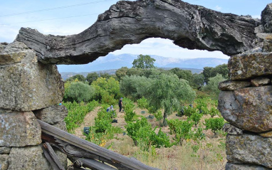 Viñedo de Garnacha en El Real de San Vicente