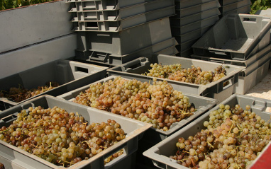 Vendimia en pequeñas cajas