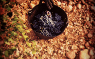 Uvas de Garnacha tintorera