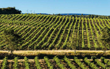 Viñedos