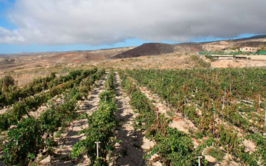 Panorámica del viñedo