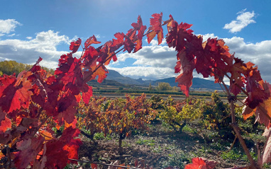 Otoño en las viñas de Víctor Ausejo