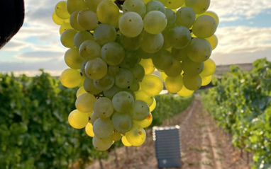 Racimo de Garnacha blanca
