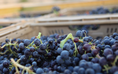 Uva recién vendimiada Uva recién vendimiada