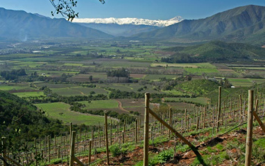 Viñedo desde una altura