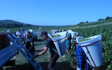 Vendimia en Maison Vincent Girardin