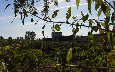 Entorno de la bodega y viñas