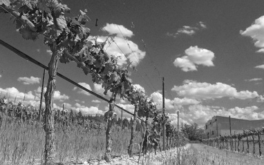 Detalle de las viñas en espaldera