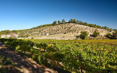 Viñas con las terrazas al fondo