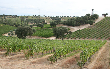 Viñas