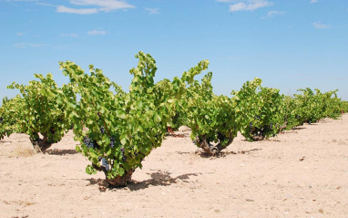 Viñedos en Pedrosa del Rey de Tempranillo y Garnacha. 