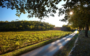 Un rincón del viñedo de Miraval