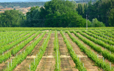 Viñedo en hileras