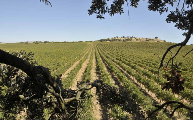 Panorámica de los viñedos