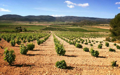 Panorámica de los viñedos de Vinessens