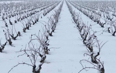 Viñedo nevado en Alicante