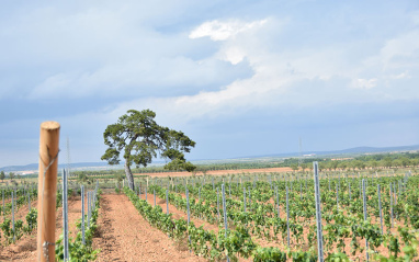 Viñedo nuevo