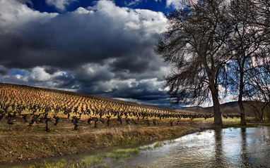 Panorámica del viñedo