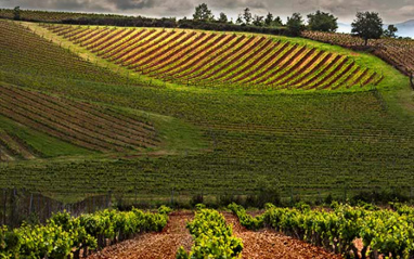 Viñedo visto desde un alto