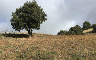 Viñedo en altura, Gritella.