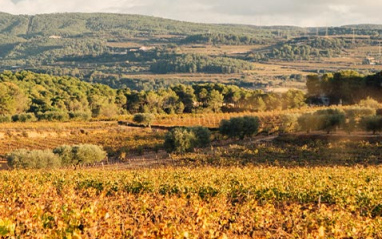 Viñedo de la bodega en otoño