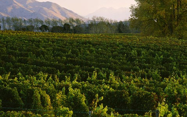 Sauvignon blanc y Pinot noir dominan el viñedo