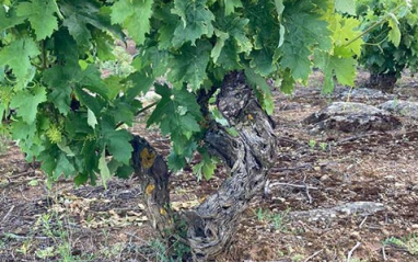 La Tempranillo es la protagonista de este proyecto.