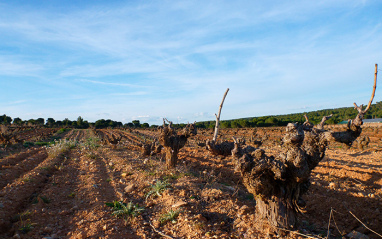 Cepas en Ribera del Duero