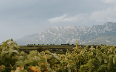 Paisaje típico de la Rioja Alavesa