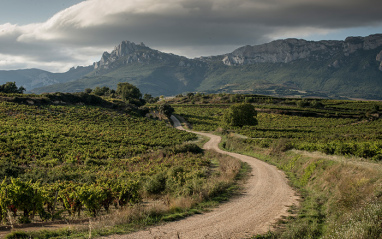 Camino entre viñedos