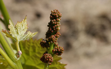 Inicio de la maduración de la uva