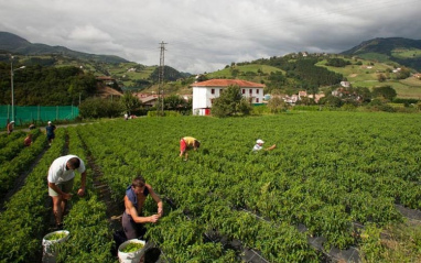 Tareas agrícolas en una de las plantaciones de piparras de Zubelzu Piparrak