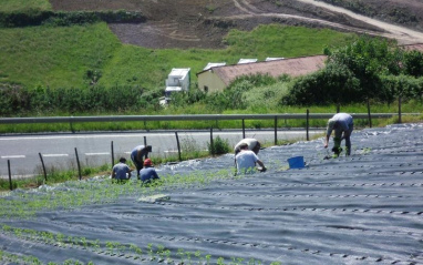 Trabajando las guindillas en Zubelzu Piparrak