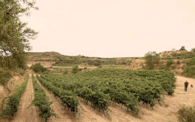 Panorámica de viñedo