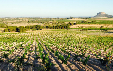 Panorámica de viñedo