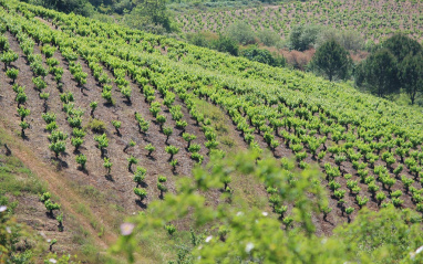 Panorámica de los viñedos