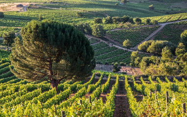 Vista del viñedo en flor