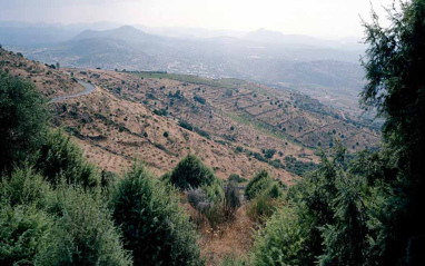 Viñas en Cebreros