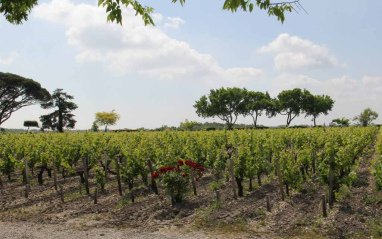 Panorámica de viñedos en Moulis