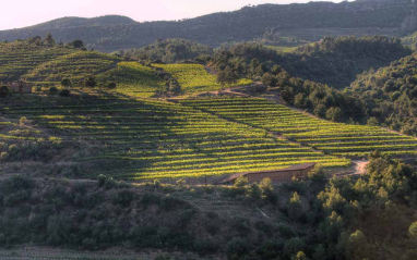 Viñedos situados en terrazas