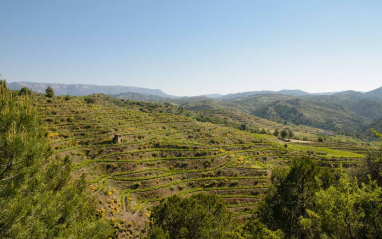 Vista del viñedo