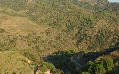 Algunas de las viñas se encuentran en plena montaña