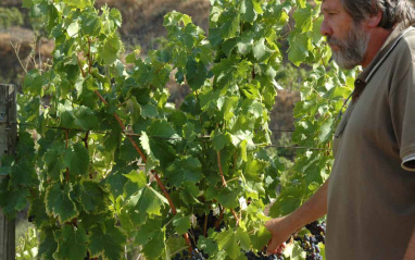 René Barbier en el viñedo