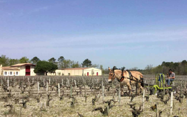 Arado con mula en el viñedo 