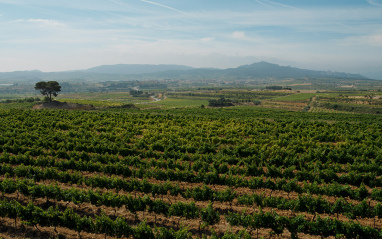 Panorámica de viñedo