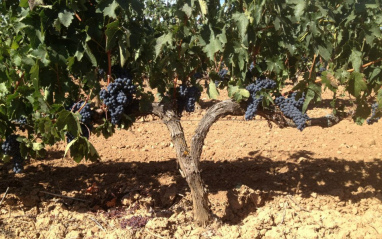 Las uvas durante la maduración