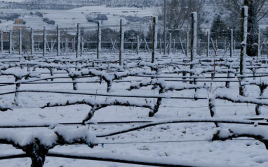 Viñas nevadas