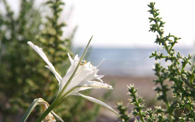 flores y el mar de fondo