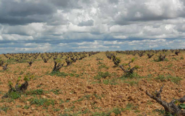 Paisaje de viñas viejas