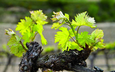 Detalle de floración 